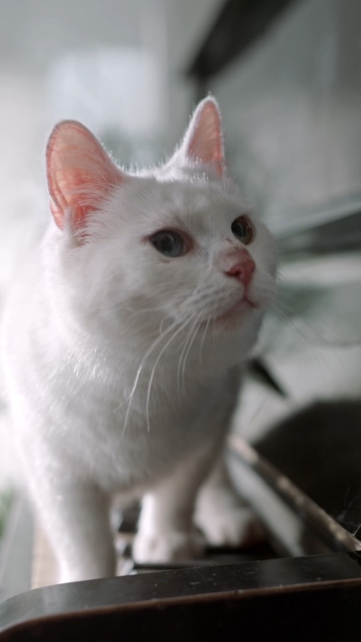 Toko Kucing
