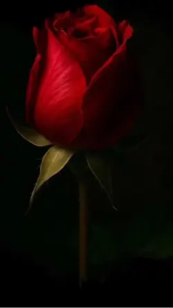 💕 🌹 romance 🌹 💕 