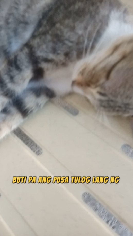 Sana All Pusa