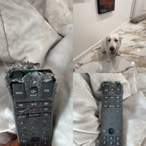Comedia de perros 
