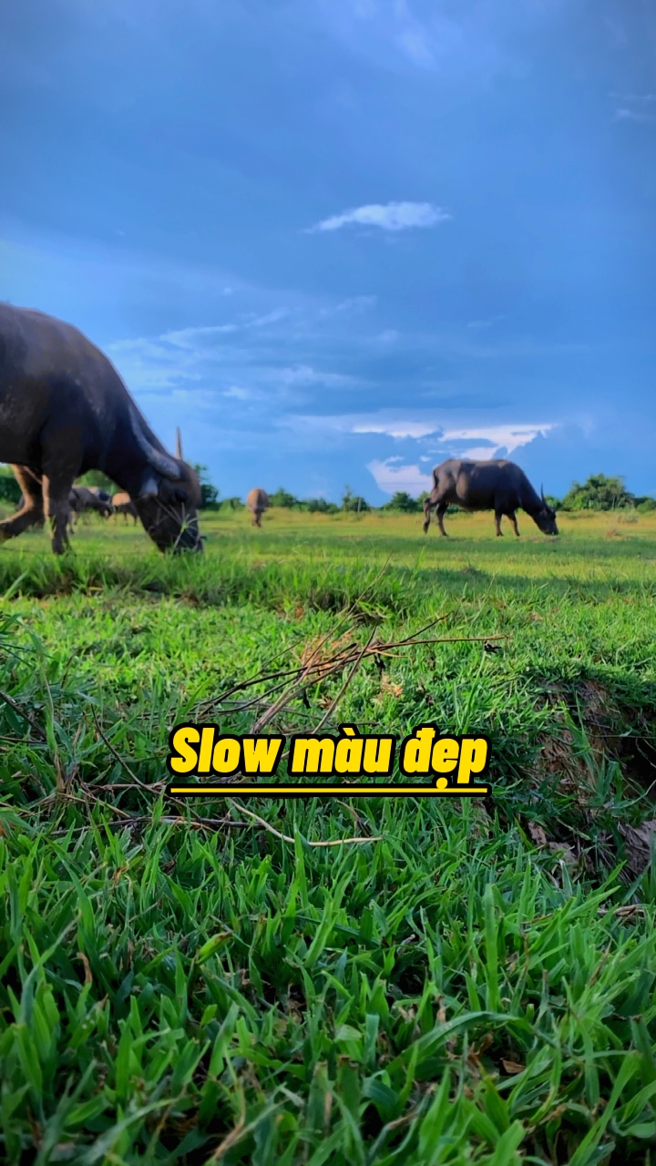 Slow màu 