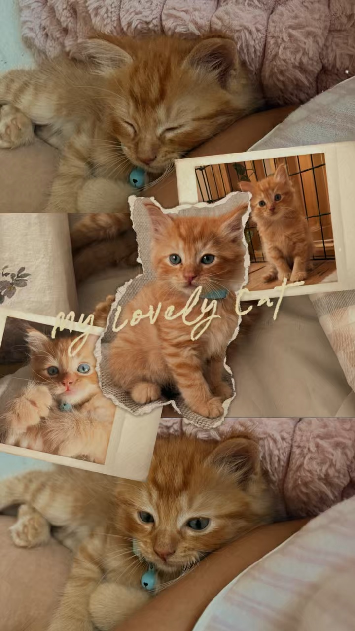 Meine Katze 😚