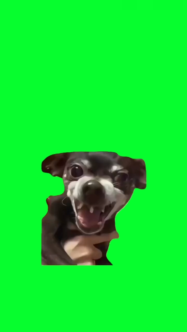 komik köpek tasması