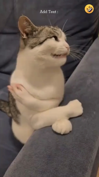 Kucing Tertawa 