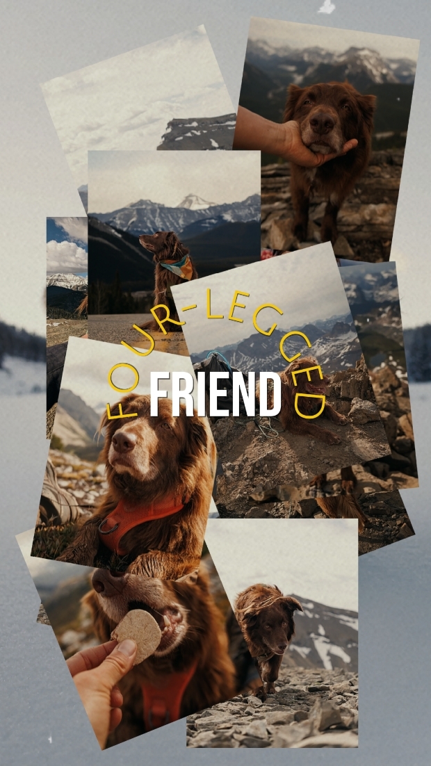 FOUR-LEGGED FRIEND