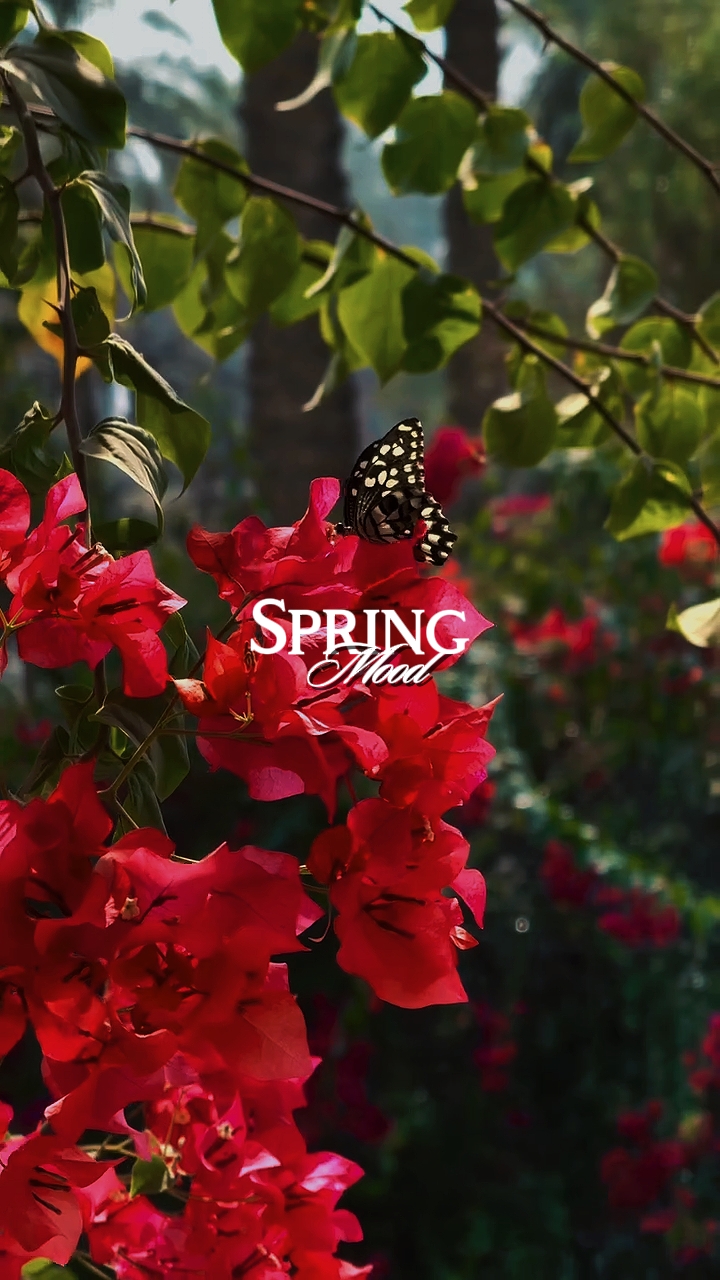 Spring Mood 