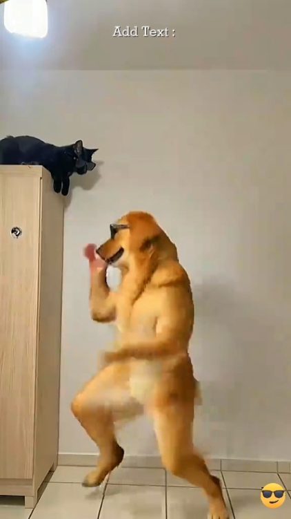 Lustiger Hund