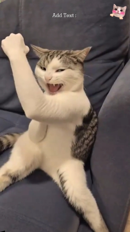 Bruce Lee Cat