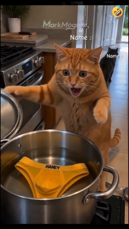 Gato gracioso