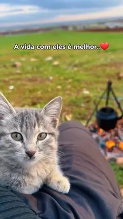 Amor por animais