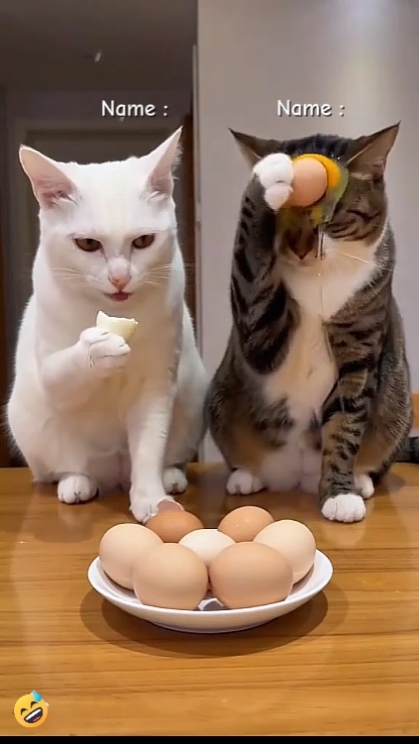 Komik Kedi. hhhh