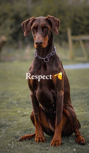 Banane