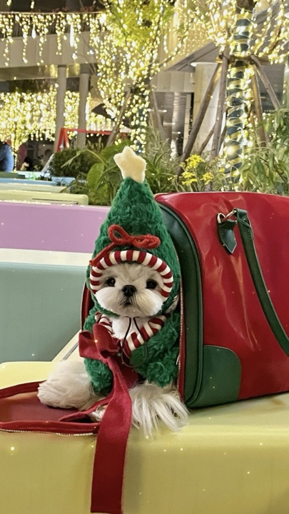 Christmas pet