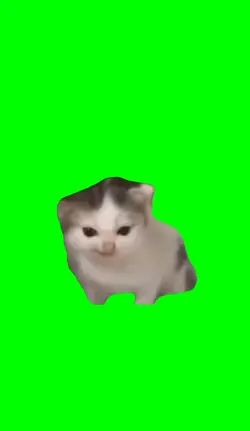 German cat meme