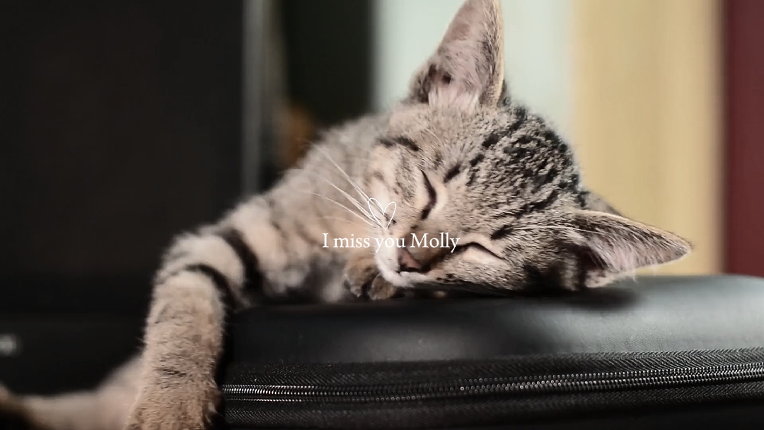 Descanse em paz gato