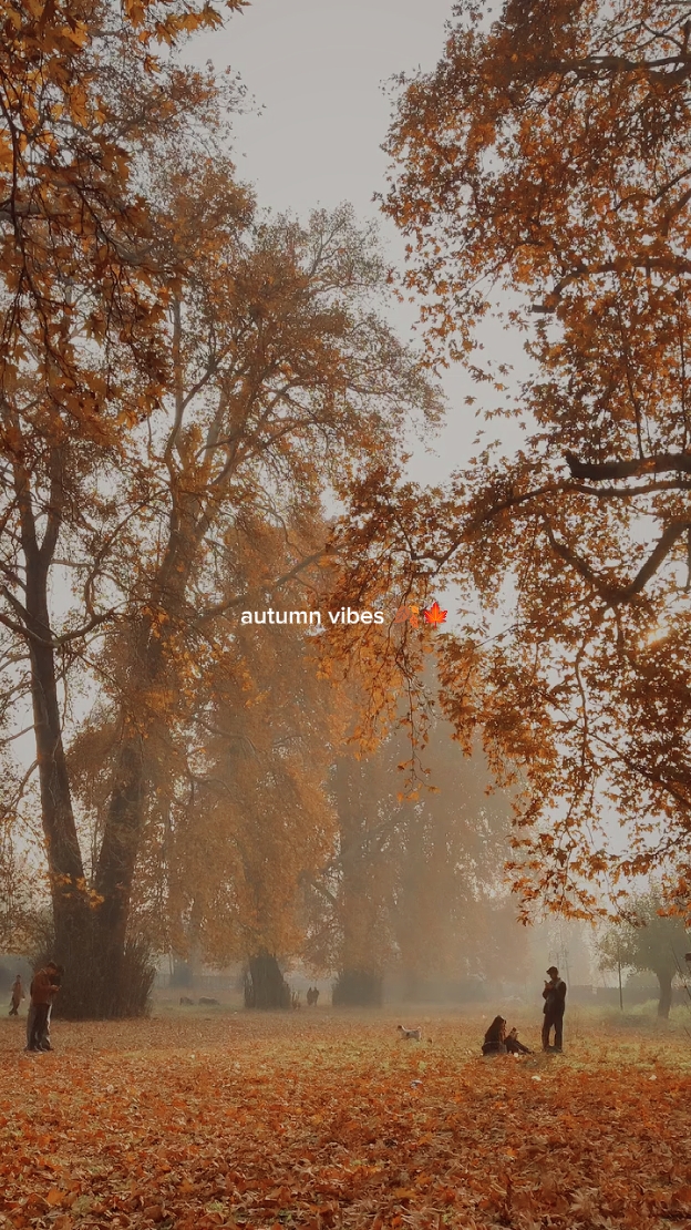 Autumn vibes 