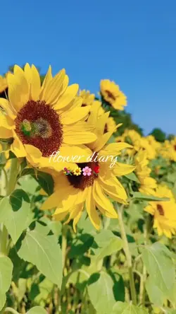 flower diary🌺