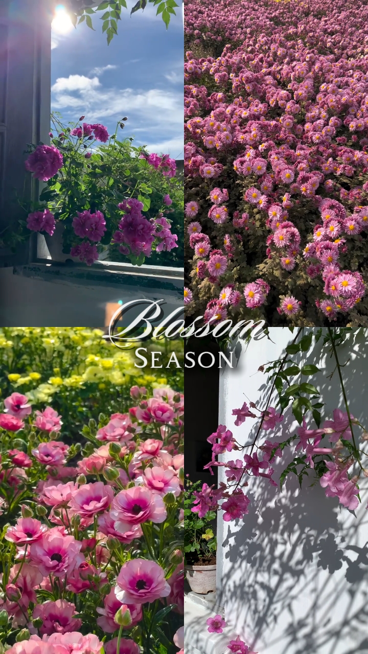 Blossom Season