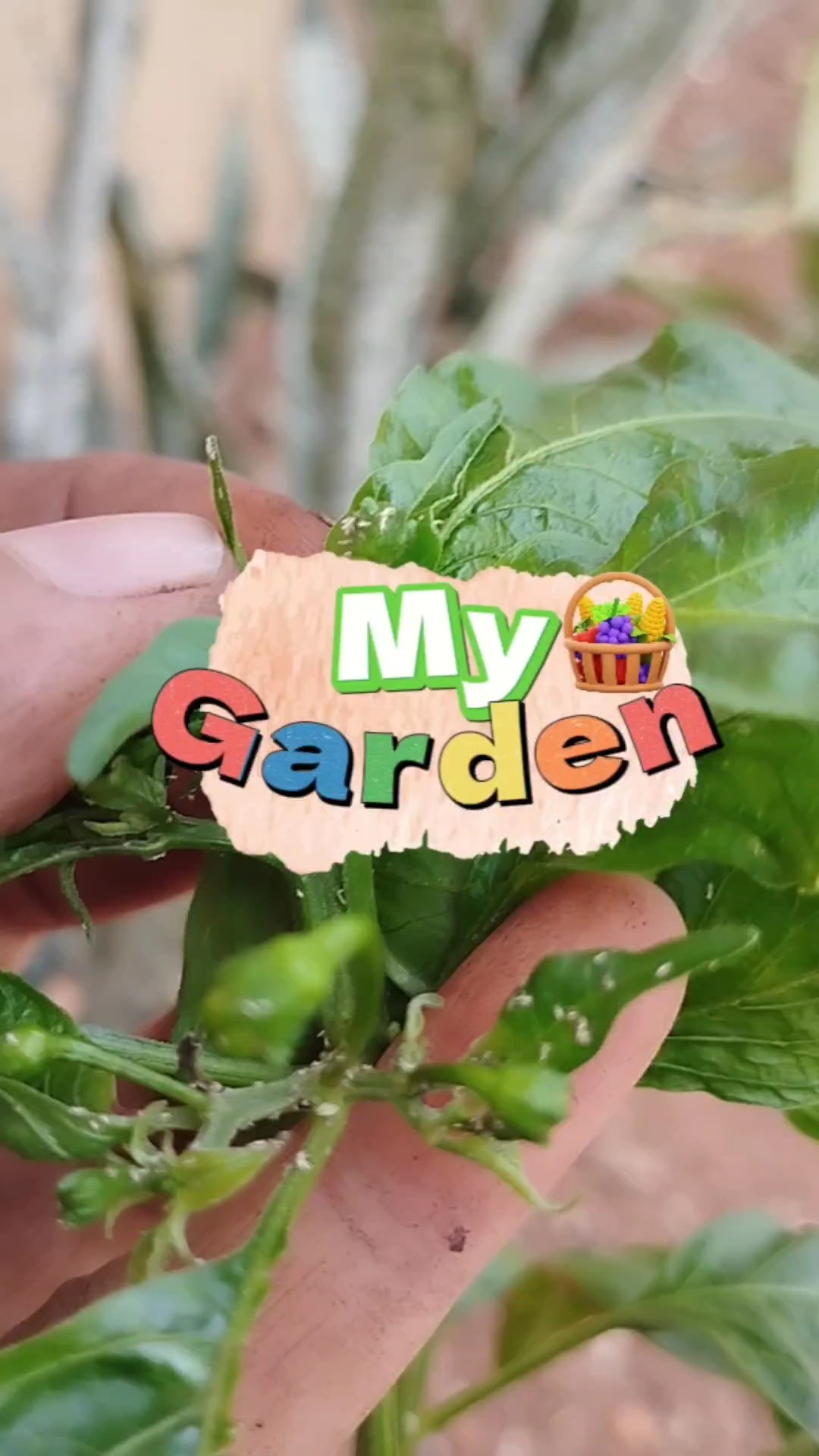my garden