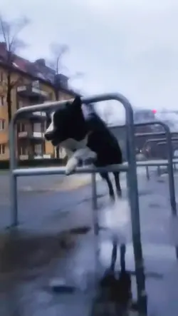 Collie jumps