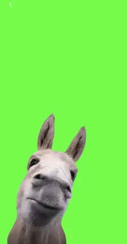 Donkey chewing