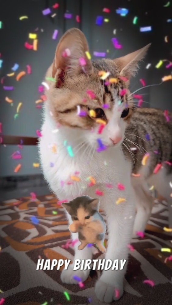 Cumpleaños de gato
