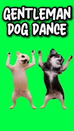 GENTLEMAN DOG DANCE
