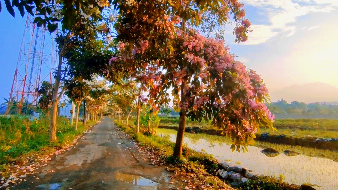 cinematic nature 
