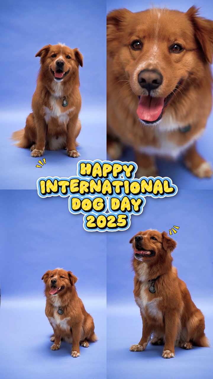 World Dog Day