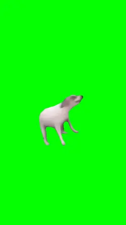 Funny dog dancing