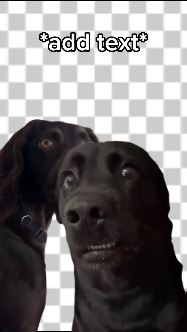 Meme de perro
