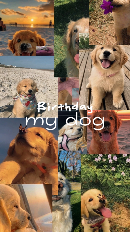 Doğum günü köpeği