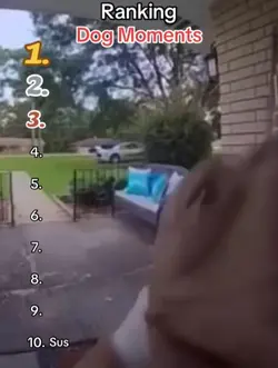 ranking dog moments