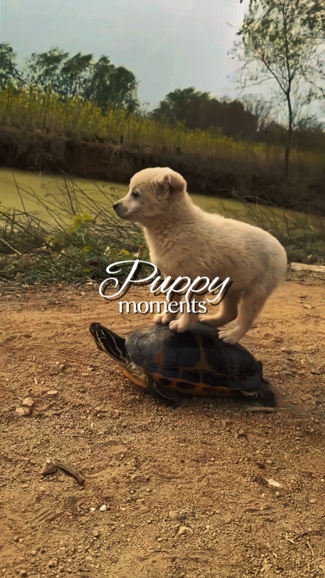 Momentos De Cachorro