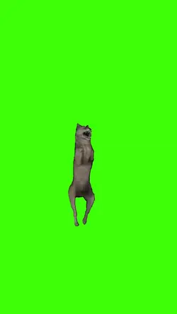 loup qui danse