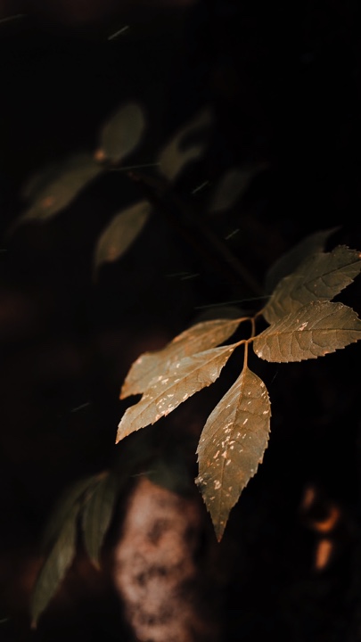 Natureza Cinematográfica 
