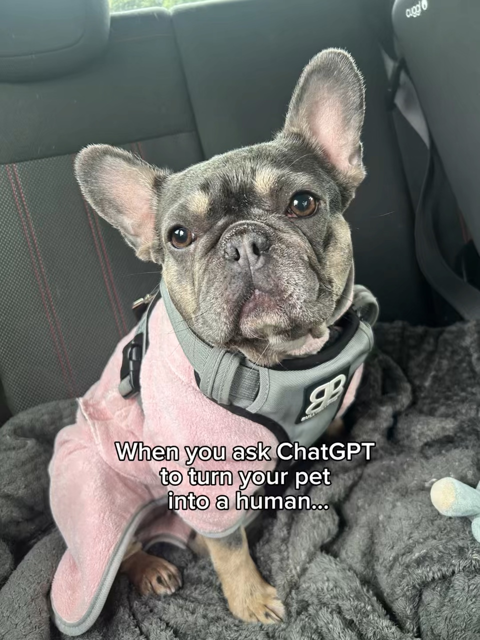 Köpekten insana ChatGPT