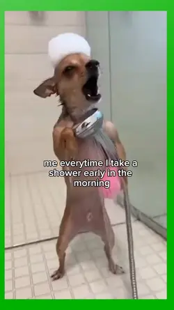 dog meme