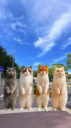 4 cats dancing