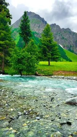 Nature View 