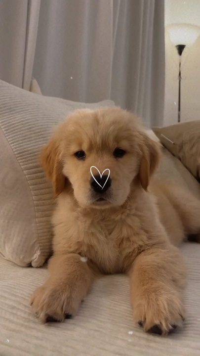 My dog
