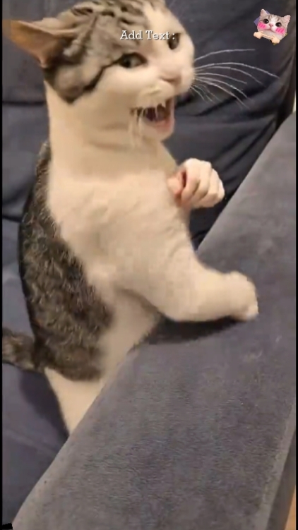 Gato Engraçado: 