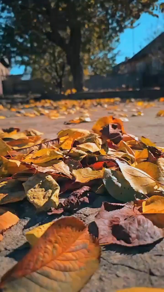 Paparazzi 