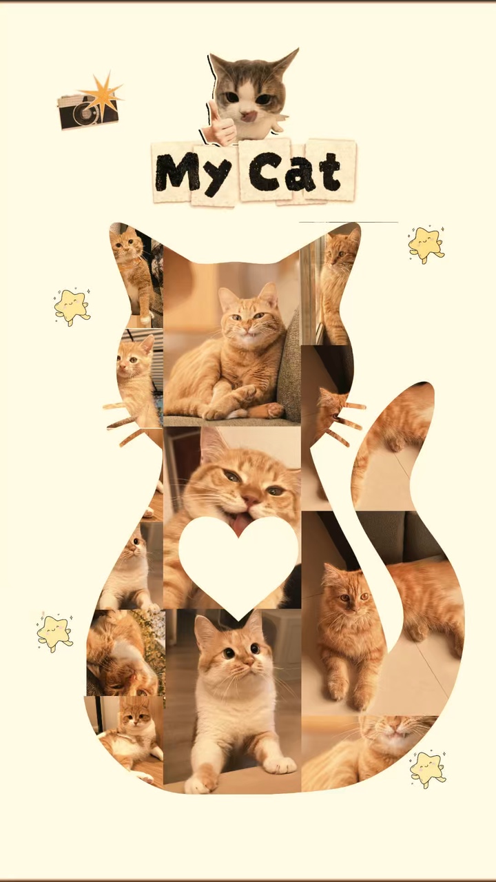 Meu gato 
