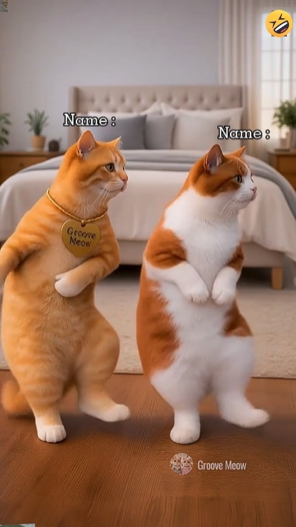 Chat de danse drôle '