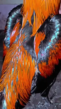 ayam bangkok 
