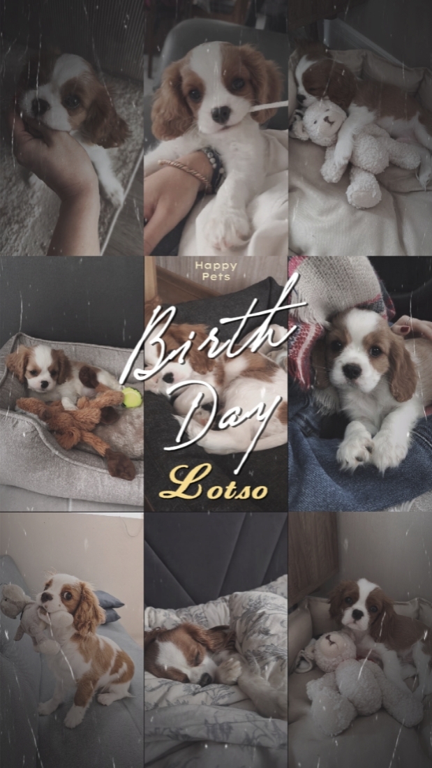 ulang tahun lotso