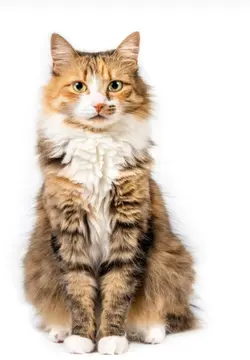 hiding my cat in mod