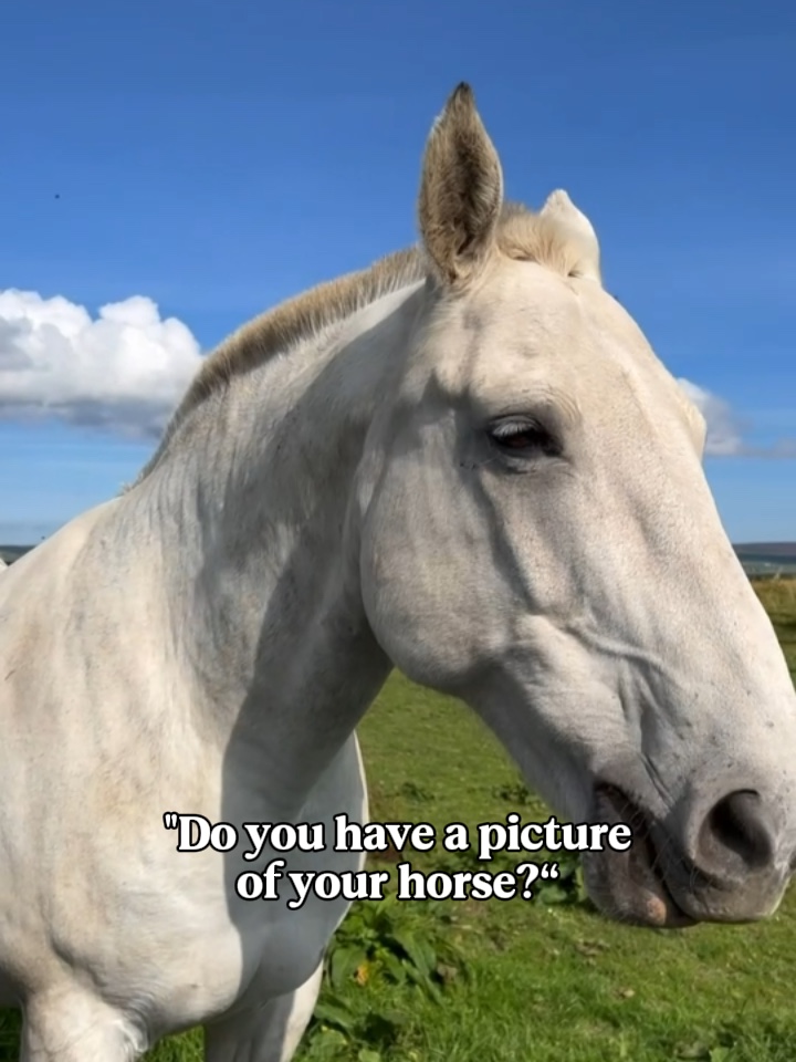 horse pictures