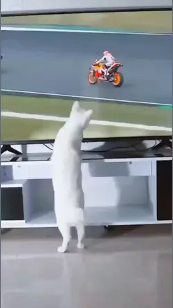 kucing lucu